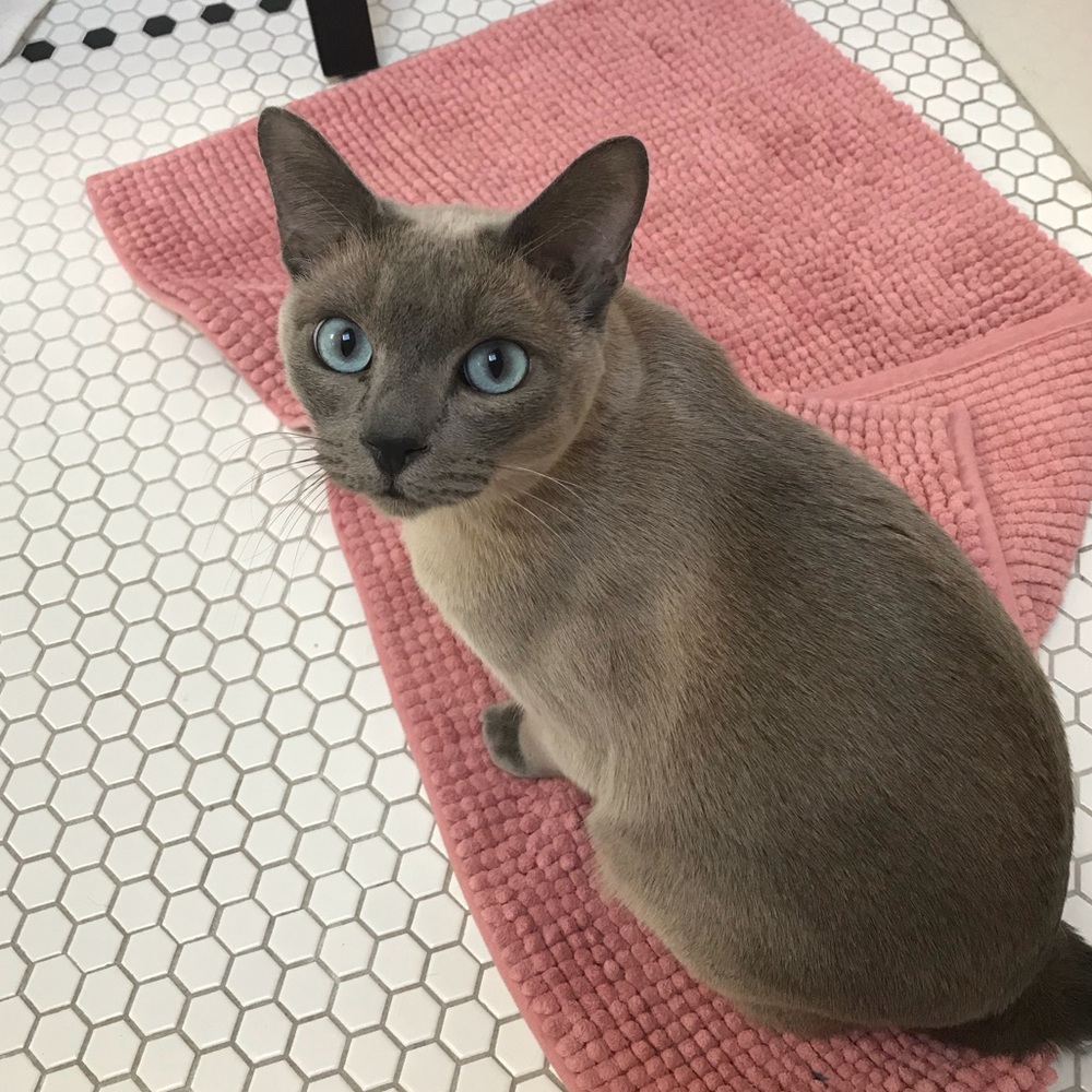 Cats?! Yep, I got ‘em!